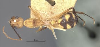 Media type: image;   Entomology 22942 Aspect: habitus dorsal view